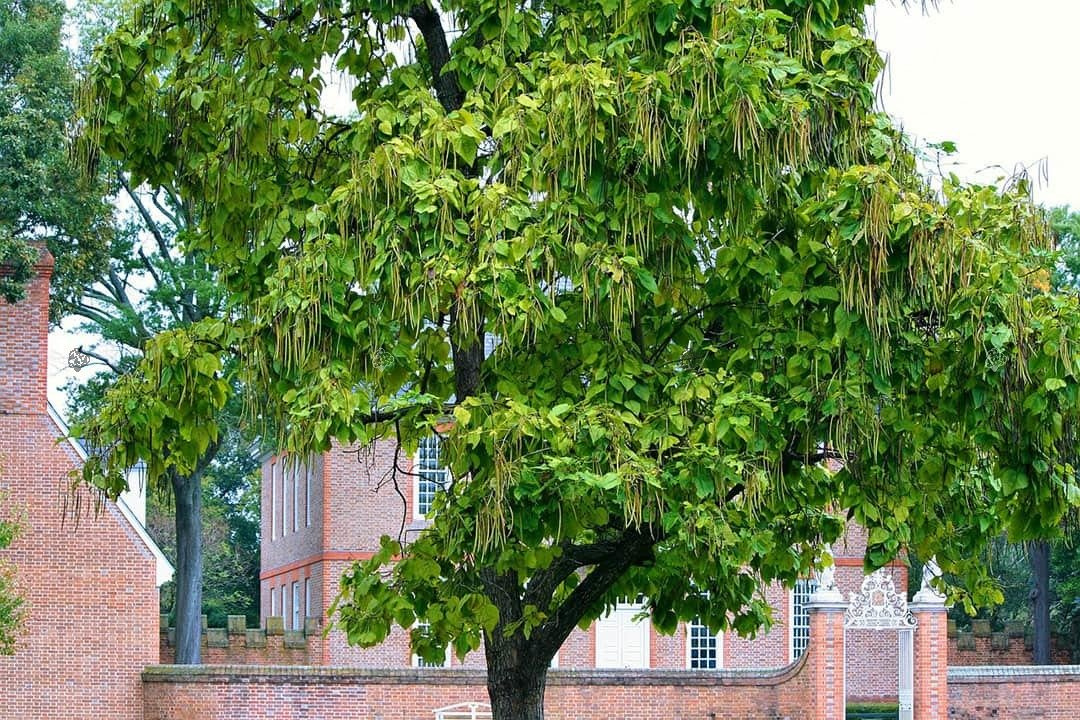 Katalpa Surmia Catalpa bignonioides P9