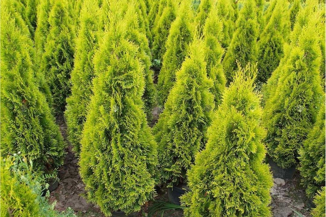 Tuja Janed Gold PBR Thuja occidentalis C2