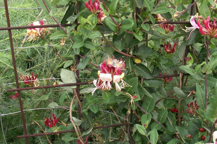 Wiciokrzew pomorski Serotina Lonicera periclymenum P9