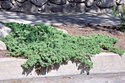 Jałowiec rozesłany Nana Juniperus procumbens C2