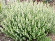 Kalaminta mniejsza Marvalette White Calamintha nepeta P9