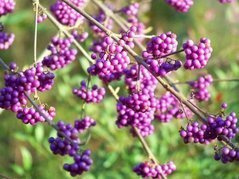 Pięknotka Bodiniera Autumn Glory Callicarpa bodinieri C3