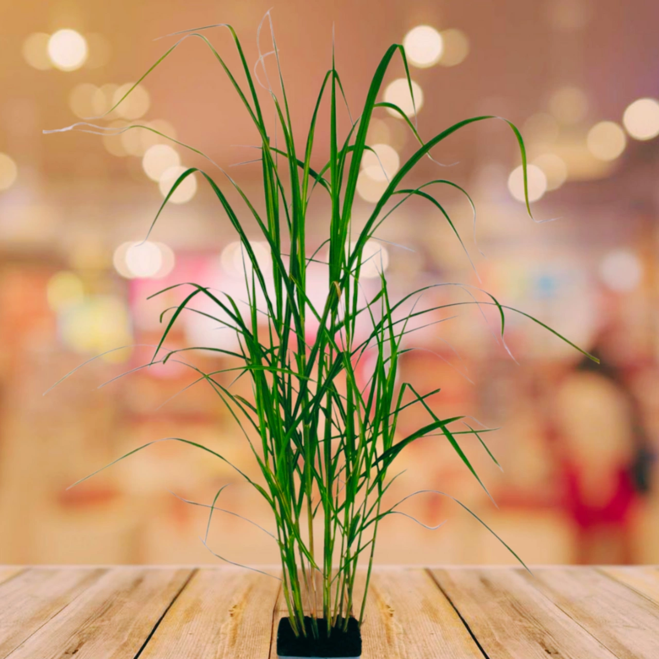 Miskant olbrzymi Miscanthus giganteus C5