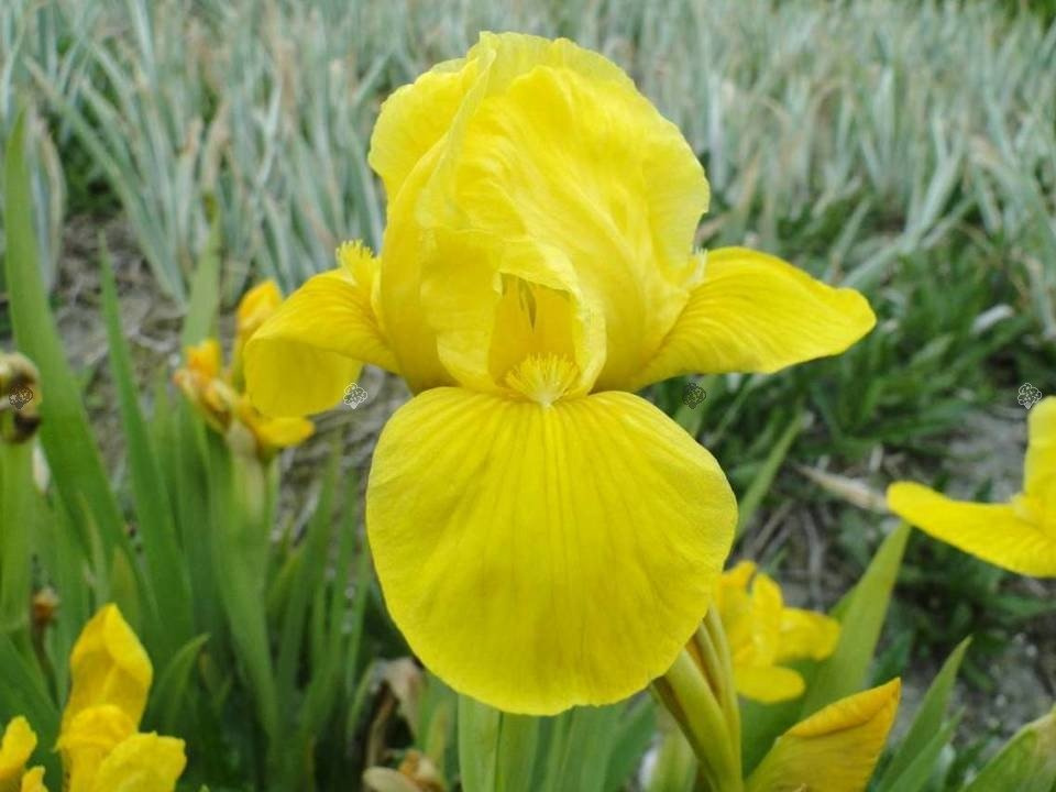 Irys miniaturowy Brassie Iris pumila P13
