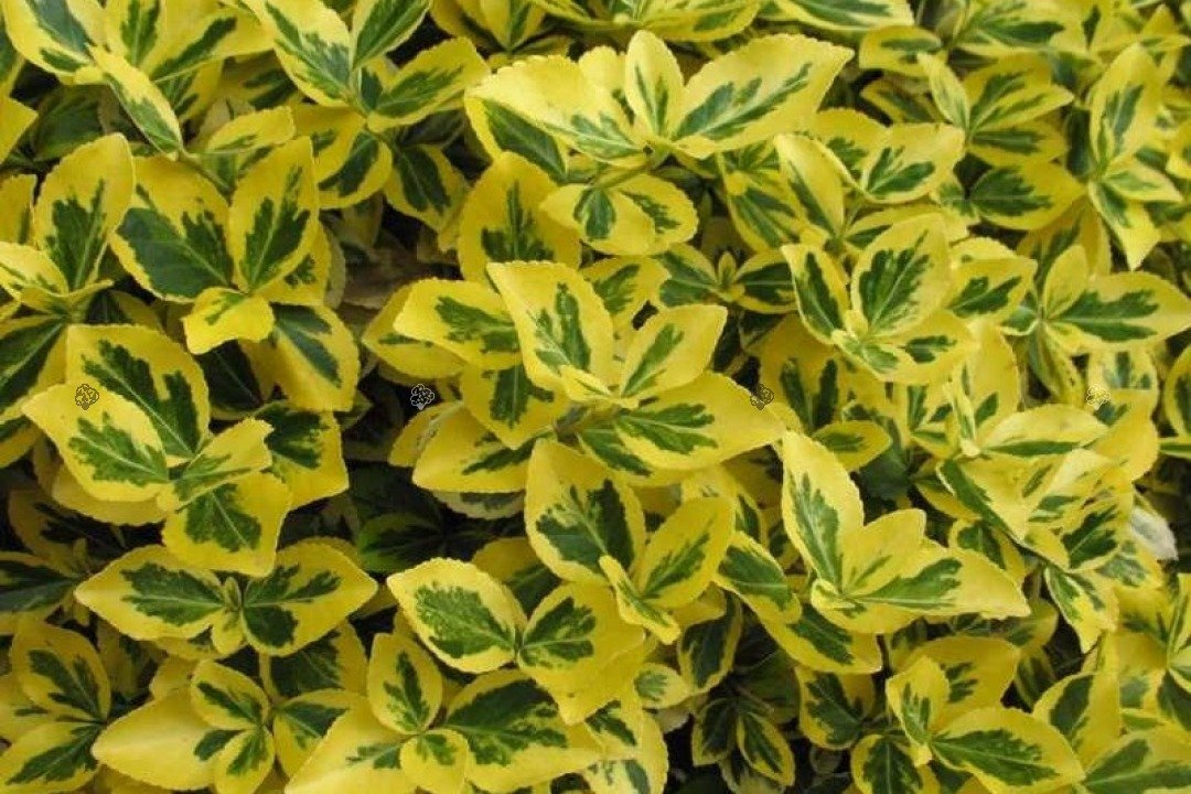 Trzmielina Fortune'a Canadale Gold Euonymus fortunei P9