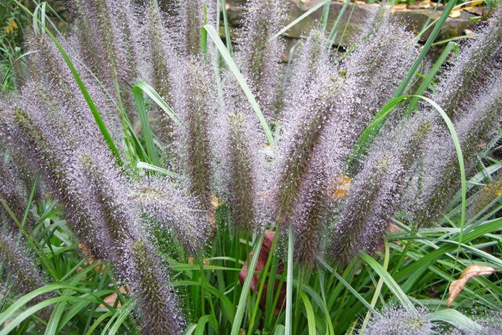 Rozplenica japońska Moudry Pennisetum alopecuroides C2