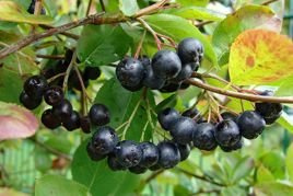 Aronia Nero Aronia prunifolia P9