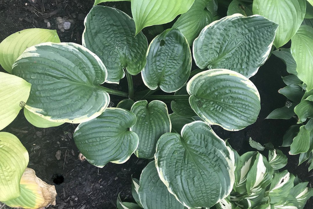 Funkia Christmas Tree Hosta P9