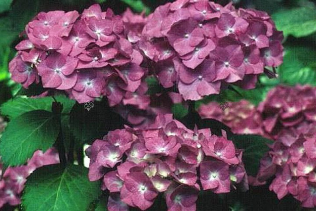 Hortensja ogrodowa Deutschland Hydrangea macrophylla C1