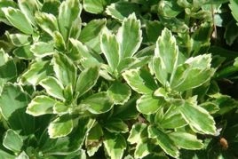 Runianka japońska Variegata Pachysandra terminalis P9