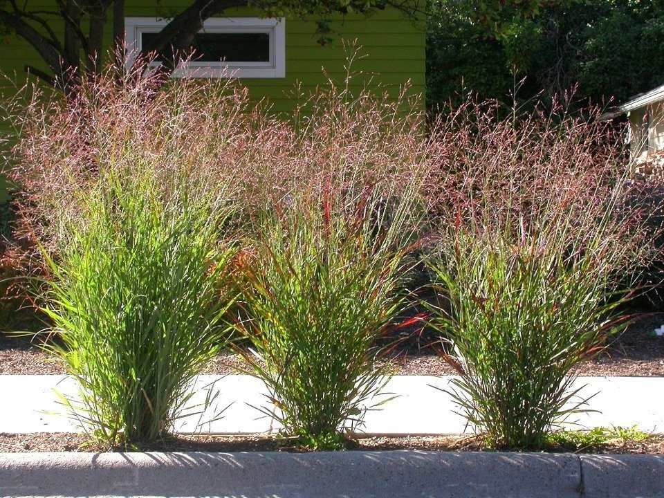 Proso rózgowate Rotstrahlbusch Panicum virgatum C2