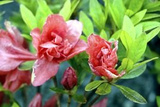 Azalia japońska Cherie Rhododendron obtusum C2