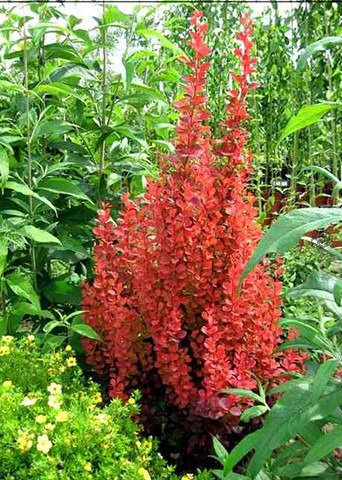 Berberys Thunberga Orange Pillar Berberis thunbergii P9