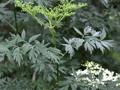 Bez czarny Laciniata Sambucus nigra C3