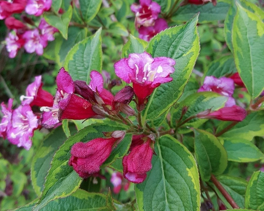 Krzewuszka cudowna Brigela PBR Weigela florida C3