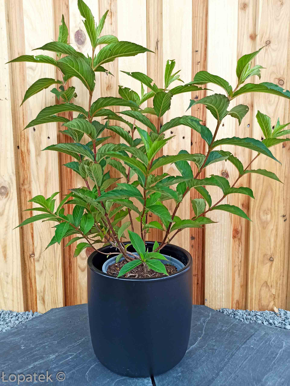 Krzewuszka cudowna Pink Princess Weigela florida C2