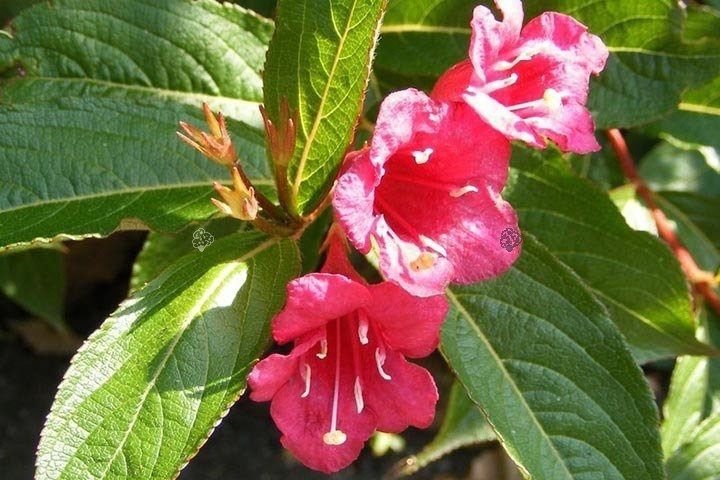 Krzewuszka Bristol Ruby Weigela P9