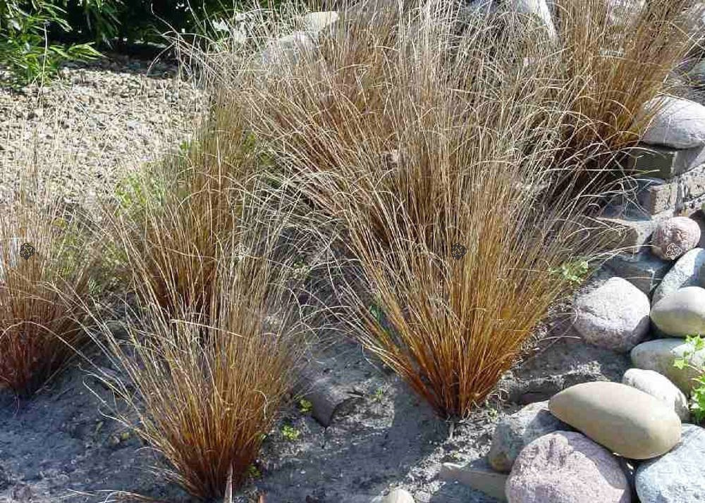 Turzyca Buchanana Red Rooster Carex Buchananii P9