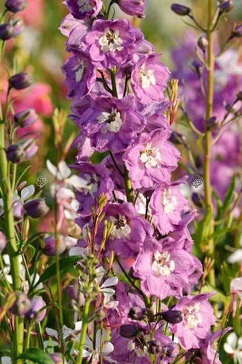 Ostróżka ogrodowa Magic Fountains Pink Delphinium C2