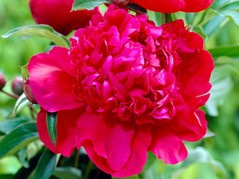 Piwonia Inspecteur Lavergne Paeonia C2