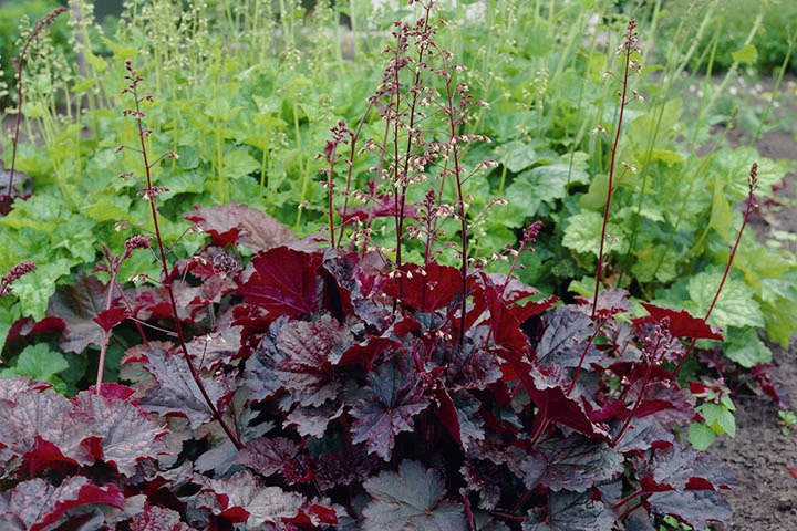 Żurawka Palace Purple Heuchera micrantha P9
