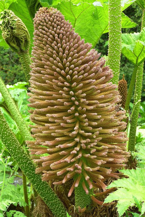 Gunnera olbrzymia Gunnera manicata P11