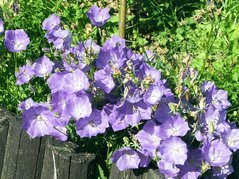 Dzwonek karpacki Campanula carpatica C2