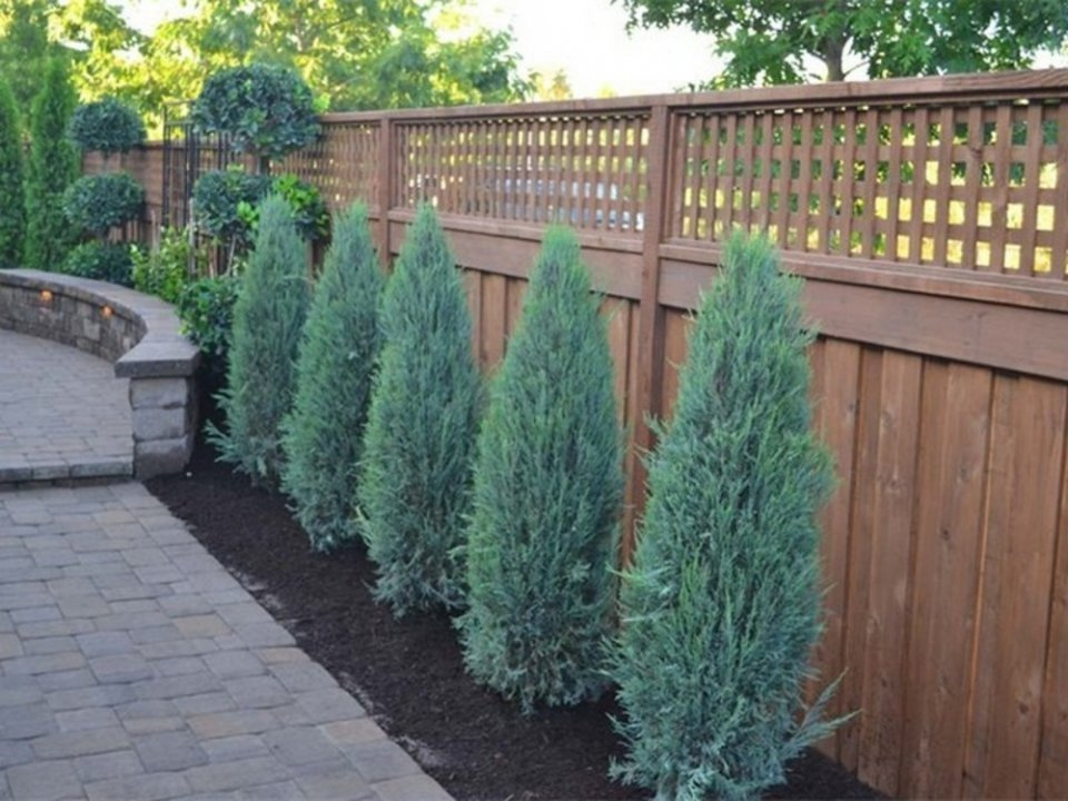 Jałowiec skalny Blue Arrow Juniperus scopulorum C3