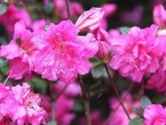 Azalia japońska Petticoat PBR Rhododendron obtusum C2