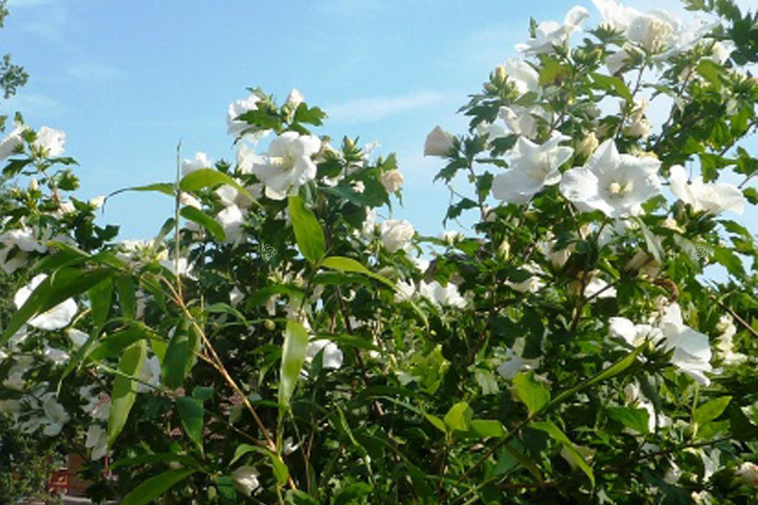 Ketmia syryjska Totus Albus Hibiscus syriacus C2