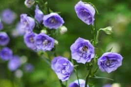 Dzwonek brzoskwiniowolistny La Belle Campanula persicifolia C2