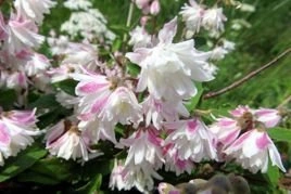 Żylistek szorstki Codsall Pink Deutzia scabra C2