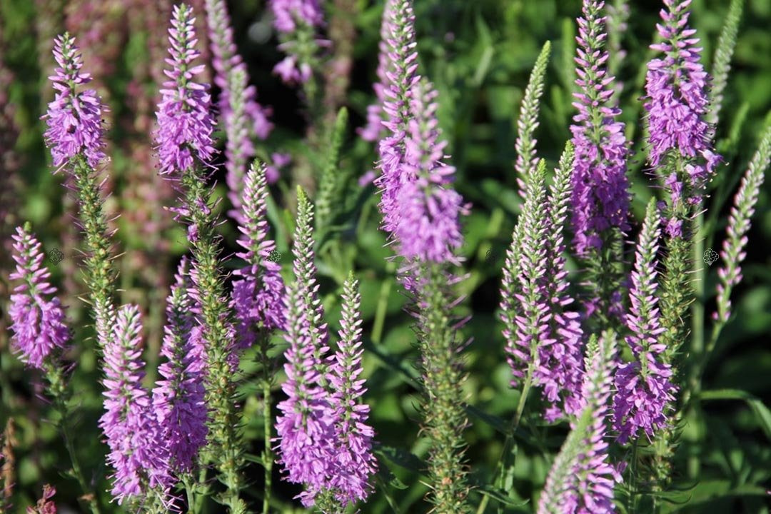 Przetacznik długolistny Eveline Veronica longifolia C2