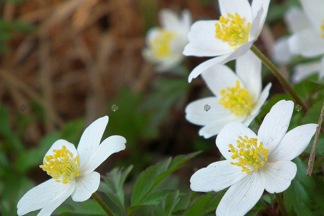 Zawilec wielkokwiatowy Anemone sylvestris P9