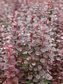 Berberys Thunberga Summer Chocolate Berberis thunbergii C2