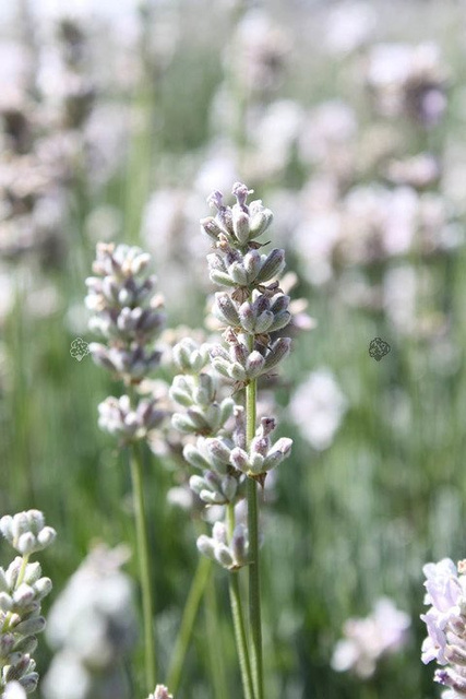 Lawenda wąskolistna Elegance Ice Lavandula angustifolia P9