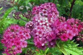 Tawuła japońska Crispa Spiraea japonica C2