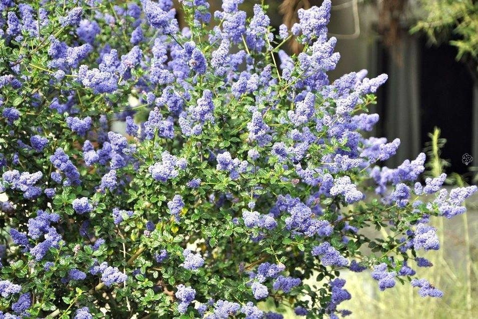 Prusznik Victoria Ceanothus P9