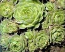 Rojnik Fidel Sempervivum