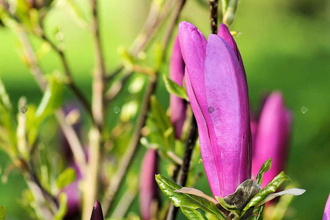 Magnolia Susan Magnolia C5