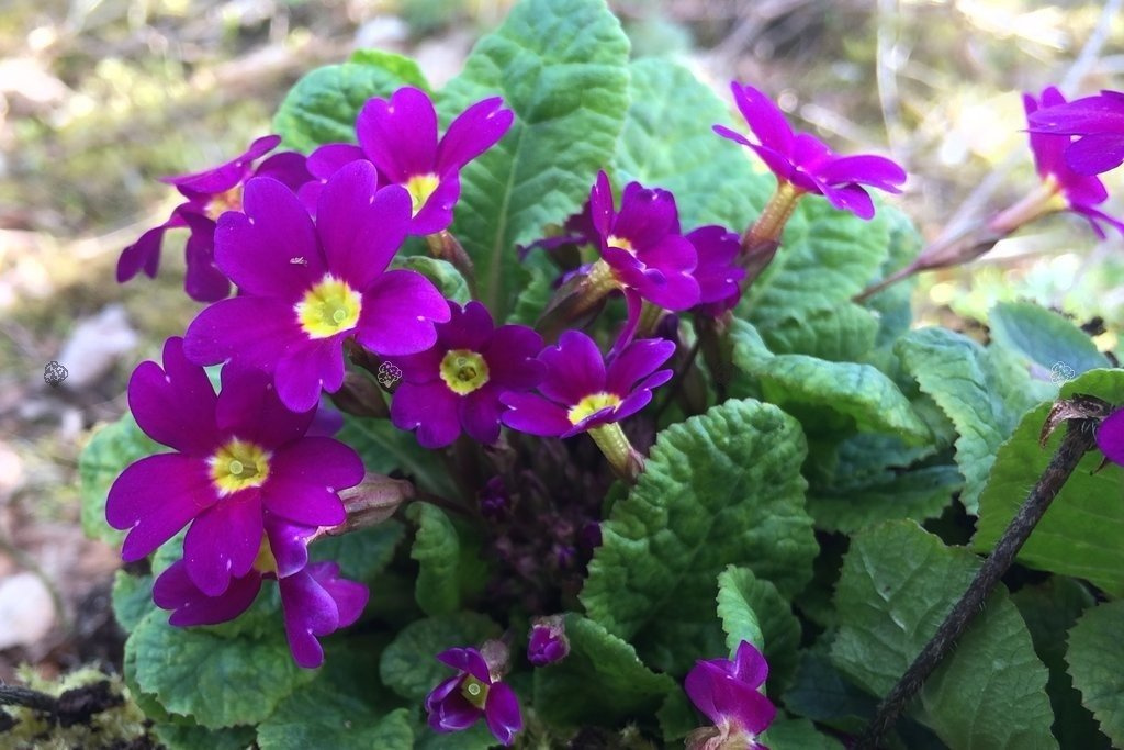 Pierwiosnek Wanda Primula juliana P9