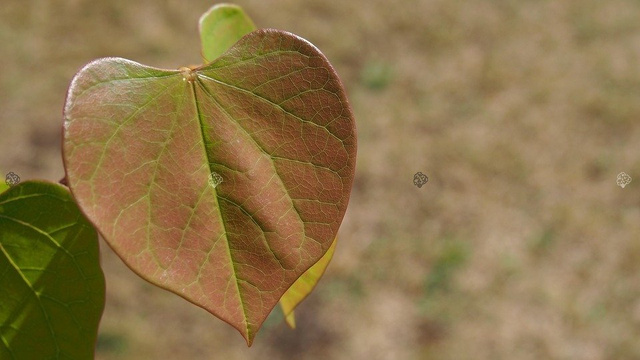 Judaszowiec kanadyjski Cercis canadensis