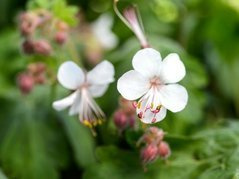 Bodziszek korzeniasty Spessart Geranium macrorrhizum P9