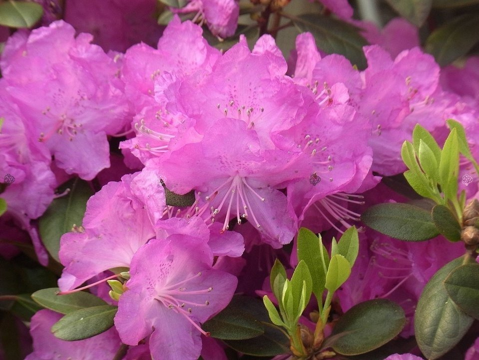 Różanecznik dahurski P.J.M.Elite Rhododendron dauricum C2
