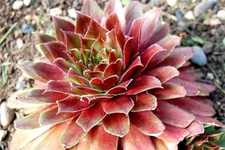 Rojnik Rubin Sempervivum P9