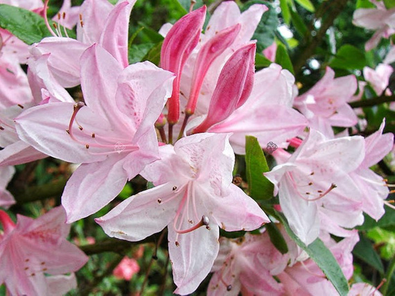 Azalia wielkokwiatowa Pink Mimosa Rhododendron mollis