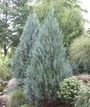 Jałowiec skalny Moonglow Juniperus scopulorum
