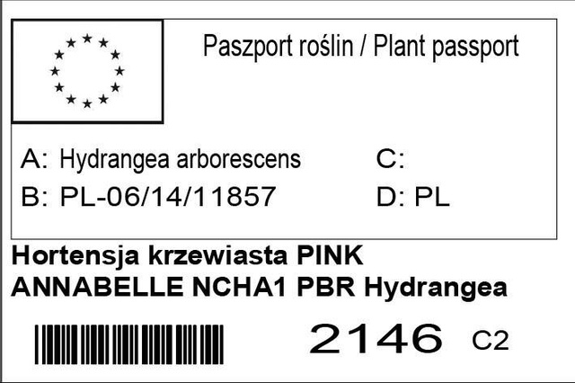 Hortensja drzewiasta Pink Annabelle PBR Hydrangea arborescens C5