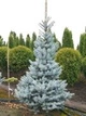 Świerk kłujący Omega Picea pungens