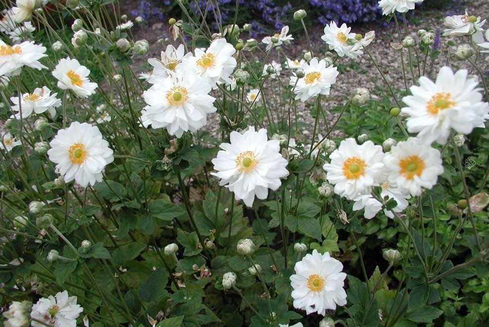 Zawilec mieszańcowy Whirlwind Anemone hybrida P9